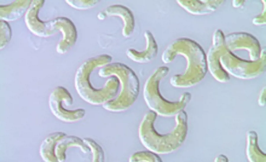 Test algues combiné sur algues vertes unicellulaires