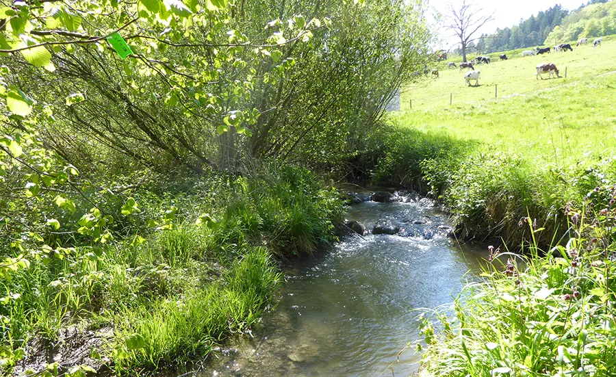 Webinaire : Bioessais pour évaluer la qualité des eaux, 28.10.2025, 14.30-16.00