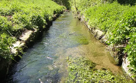 Système de biotests pour le contrôle de la qualité de l'eau