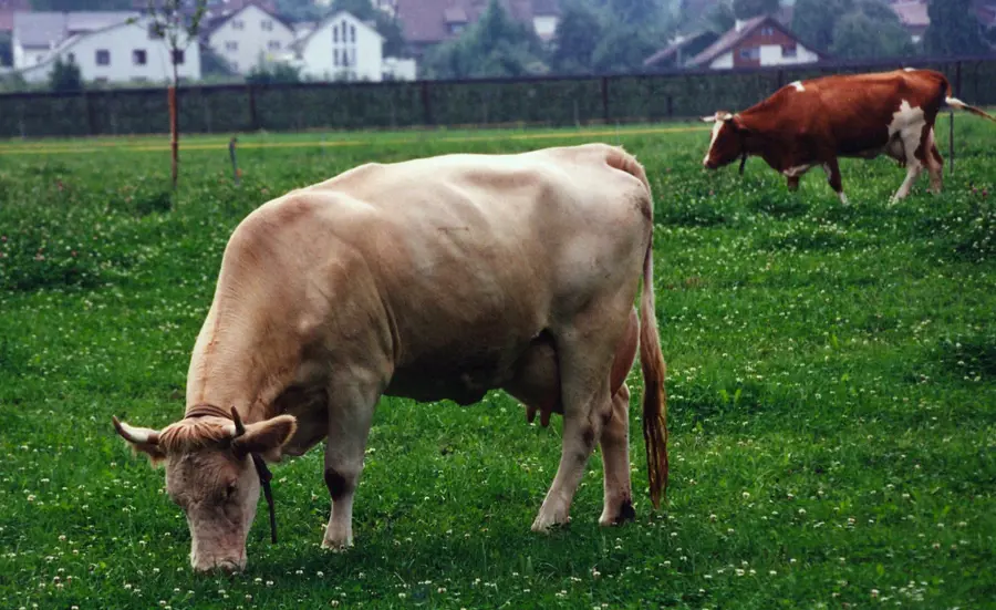 Les œstrogènes d'origine agricole