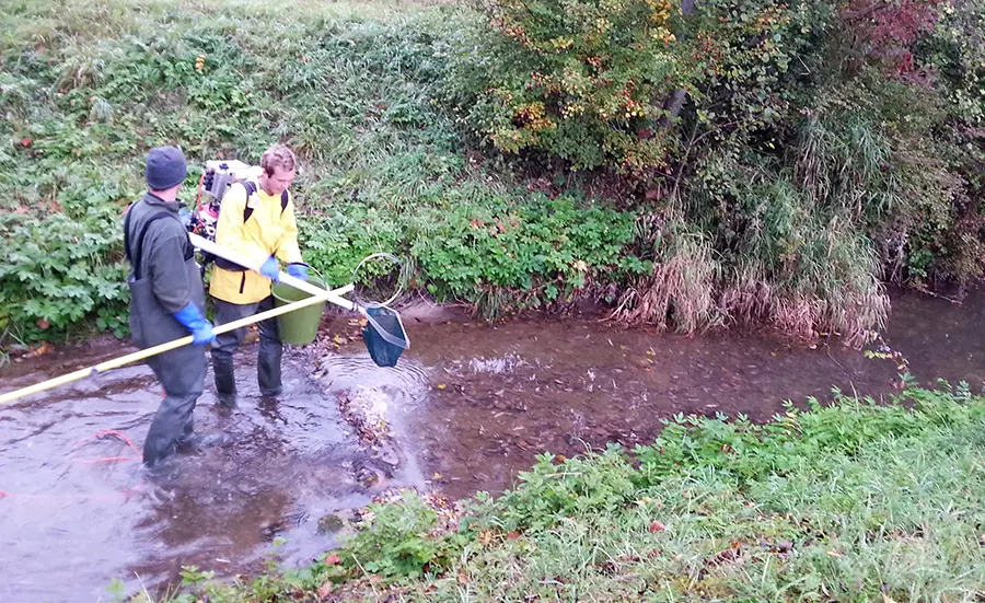 Quand les truites mesurent l'effet des polluants