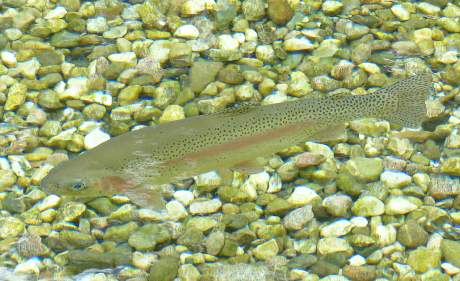 Utilisation de biomarqueurs chez les poissons pour détecter les effets des mélanges de produits phytosanitaires