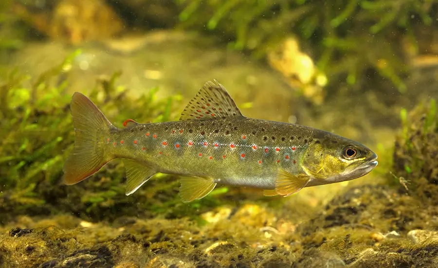 Quel est l'effet des produits phytosanitaires sur les poissons en Suisse ?