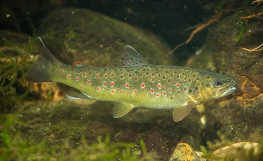 Biomarqueurs pour la surveillance de la qualité de l’eau à l’aide de la truite de rivière