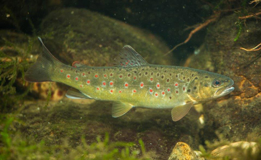 Biomarqueurs pour la surveillance de la qualité de l’eau à l’aide de la truite de rivière