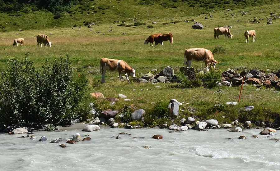 Rôle des œstrogènes provenant des animaux de rente