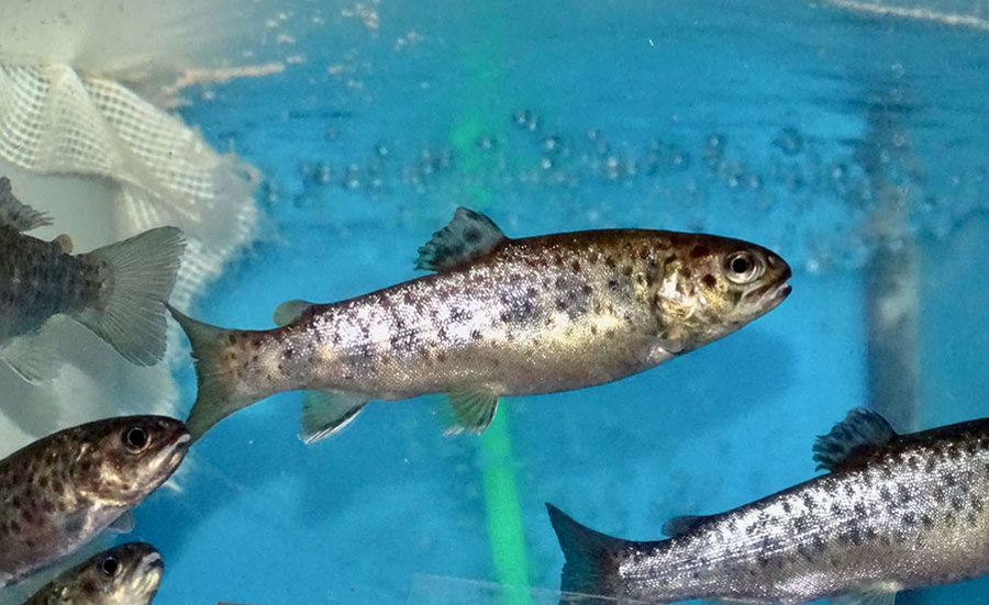 Les produits phytosanitaires affectent-ils les poissons ?