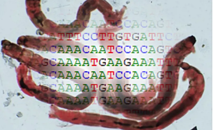 Des biomarqueurs de chironomes pour évaluer la qualité du sédiment