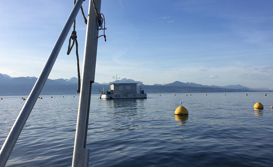Des larves de chironomes pour mesurer la qualité des matières en suspension dans le Léman