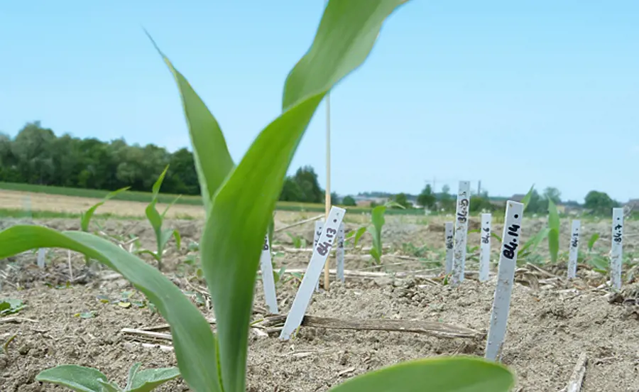 Evaluation de l'activité biologique des organismes du sol pour différentes pratiques agricoles à l'aide de la méthode bait lamina