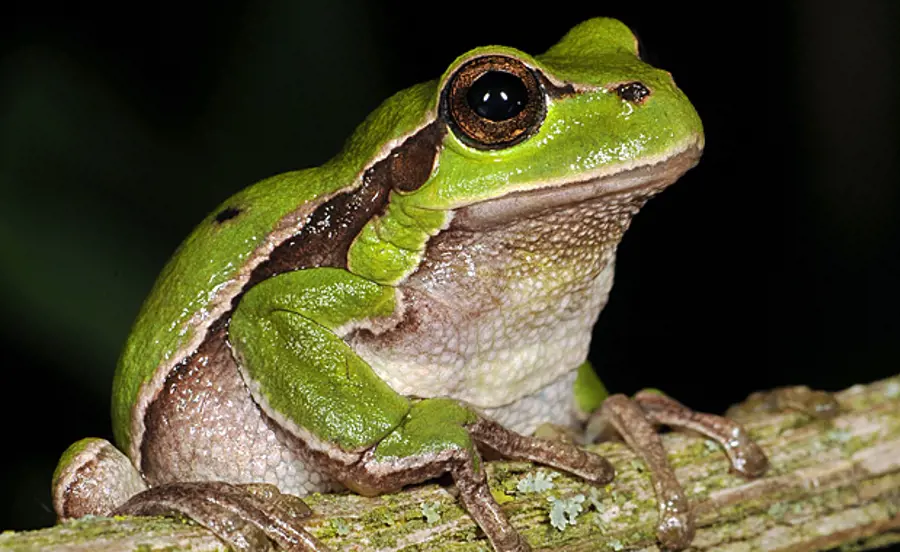 Débat public « Les amphibiens et les produits phytosanitaires »