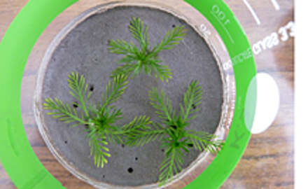 Test de contact entre sédiments et Myriophyllum aquaticum
