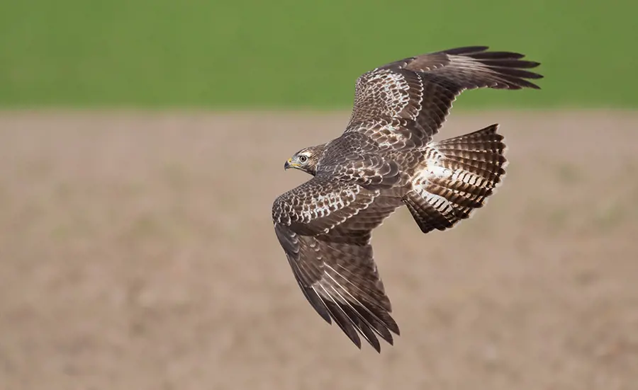 Contamination généralisée des rapaces de Suisse par les rodenticides