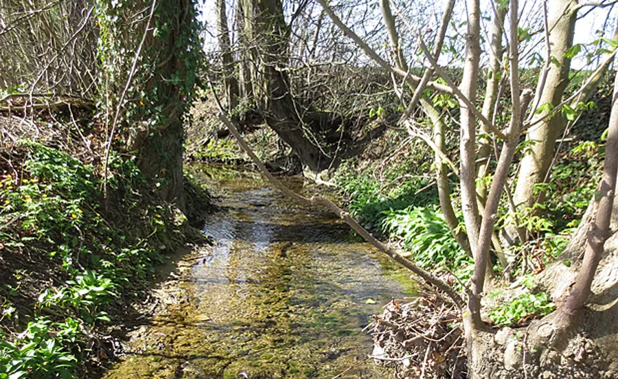 Biomonitoring de l'Eschelisbach avec Gammarus pulex (NAWA SPEZ 2015)