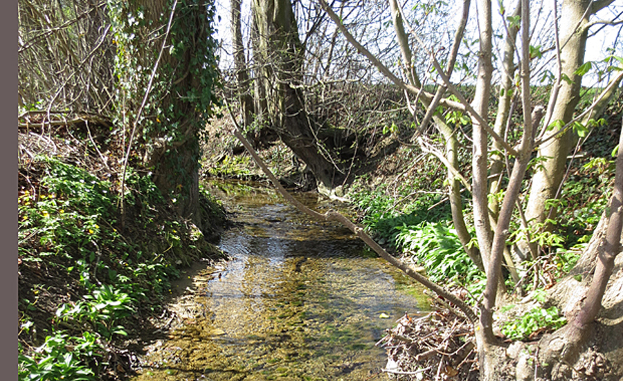 Biomonitoring de l'Eschelisbach avec Gammarus pulex (NAWA SPEZ 2015)