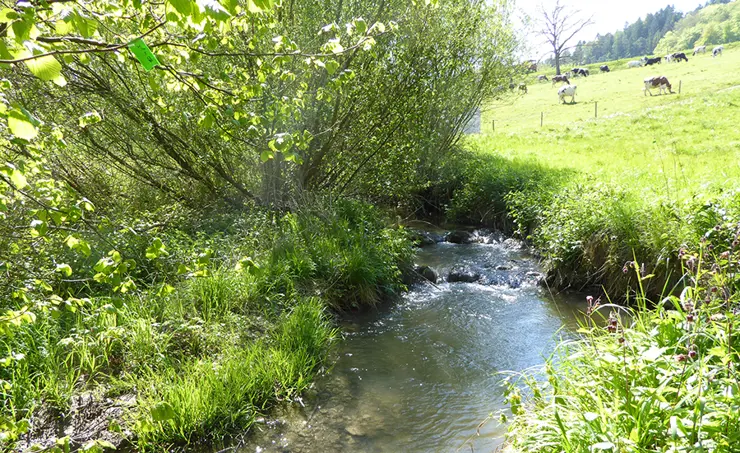 Webinaire : Bioessais pour évaluer la qualité des eaux, 28.10.2025, 14.30-16.00