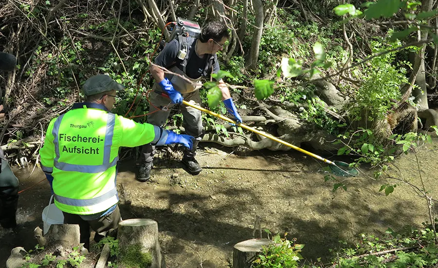 Évaluation de la qualité de l'eau par l'analyse de biomarqueurs dans les truites