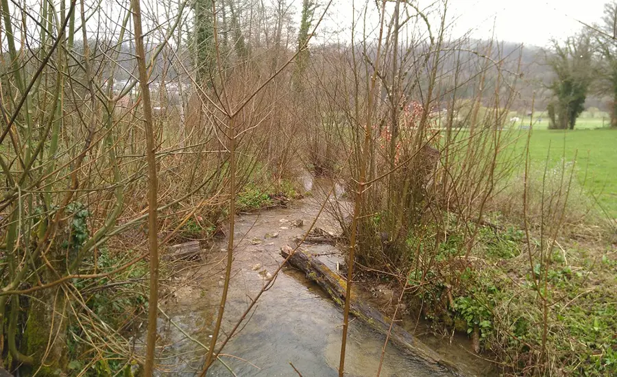 Bioessais et biomarqueurs pour l'évaluation de la qualité de l'eau et des sédiments