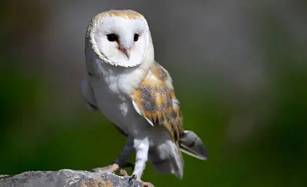 Anticoagulants chez les chouettes effraies, les hiboux grands-ducs et les aigles royaux