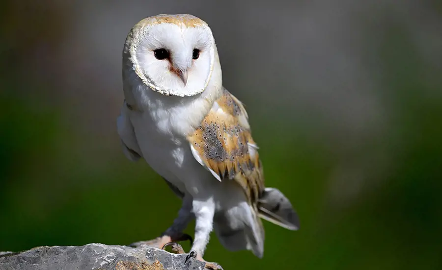 Anticoagulants chez les chouettes effraies, les hiboux grands-ducs et les aigles royaux